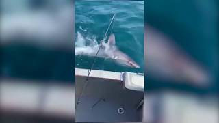 Porbeagle Shark  Guernsey [upl. by Bradley]