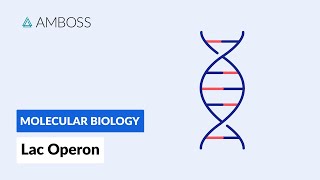 Prokaryotic Gene Regulation Lac Operon [upl. by Nollahs]