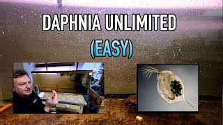 How I Raise Daphnia Water Fleas And You Can Too [upl. by Eseuqcaj]