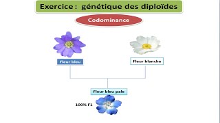 Exercice de génétique Codominance [upl. by Eltotsira]