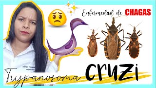 How kissing bug bites can lead to Chagas disease  TomoNews [upl. by Ydeh]