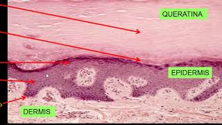 Histología del sistema tegumentario [upl. by Ikkela]