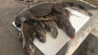 Iguana Catch Clean amp Cook Best Recipe [upl. by Karisa]