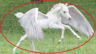 10 Mythical Creatures Caught on Camera Spotted in Real Life [upl. by Aramoiz]