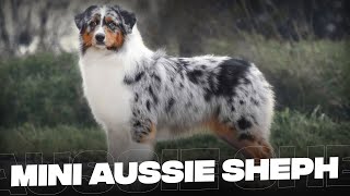 Mini Australian Shepherd 10 Must Know Facts That You Should Know Before Getting One [upl. by Suivat]