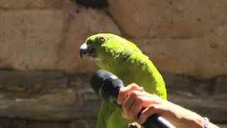 Meet Groucho the singing parrot at Disneys Animal Kingdom [upl. by Roldan]