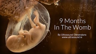 40 Weeks In The Womb by Ultrasound Dimensions [upl. by Iramohs]