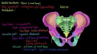 Skeletal Structures The Pelvis [upl. by Nodababus174]