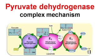 Pyruvate dehydrogenase complex mechanism [upl. by Stanwood]