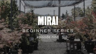 Bonsai Beginner Series  Repotting [upl. by Enirehtacyram679]