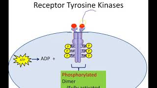 Receptor Tyrosine Kinases Newer Version [upl. by Itsud]