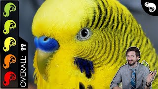 Budgie Parakeet The Best Pet Reptile [upl. by Anuayek]