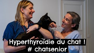 Lhyperthyroïdie du chat  🐱 [upl. by Akimaj]