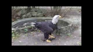 Weißkopfseeadler beim Fressen im ZOO Eberswalde [upl. by Emilio97]