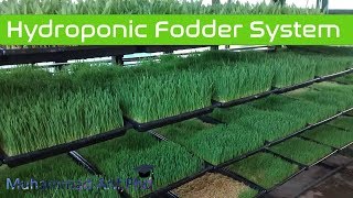 Making of hydroponic Fodder system [upl. by Uticas190]