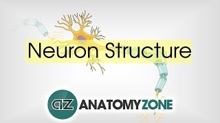 Neuron Structure  Neuroanatomy Basics  Anatomy Tutorial [upl. by Pricilla113]