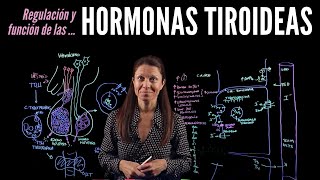 Fisiología endocrina III Hormonas tiroideas [upl. by Morissa241]