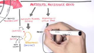 Microbiology  Bacteria Antibiotic Resistance [upl. by Ecirtak836]