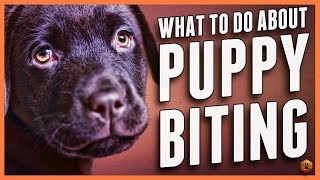 Puppy Biting Learn Bite Inhibition Training [upl. by Analihp]