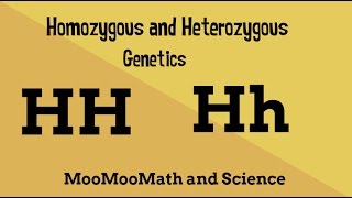 Homozygous vs Heterozygous Genotype [upl. by Christan]