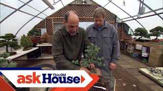 How to Create Bonsai from Regular Trees  Ask This Old House [upl. by Ovid351]