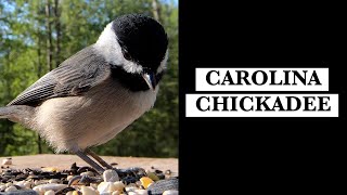 Carolina Chickadees Calls [upl. by Atlante]