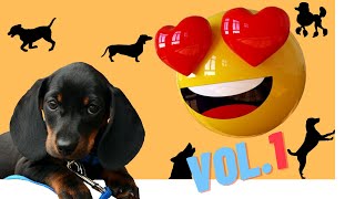 ➤ MÚSICA PARA CLINICA VETERINARIA SALA DE ESPERA 【VOLUMEN 1】 [upl. by Roxine803]