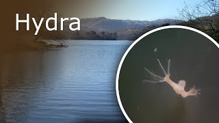 All About Hydra Description Anatomy and Feeding [upl. by Goldarina]