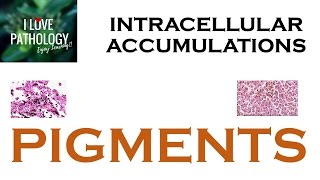 INTRACELLULAR ACCUMULATIONS PIGMENTS [upl. by Javier]