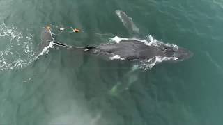 Saving whales entangled in fishing gear [upl. by Natrav]