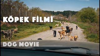 Köpek Filmi  Belgesel [upl. by Bea]