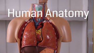 Basic Human Anatomy for Beginners [upl. by Julietta]