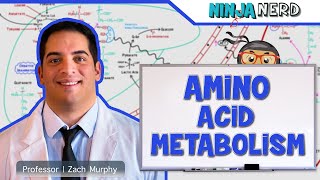 Metabolism  Amino Acid Metabolism [upl. by Emmalynn813]