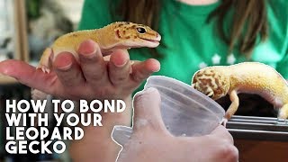 5 TIPS TO MAKE YOUR GECKO LOVE YOU [upl. by Erbas]