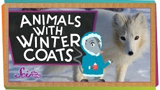 Animals with Winter Coats [upl. by Koller]