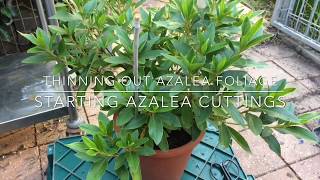 Azaleas How to Prune amp Propagate [upl. by Siuluj]