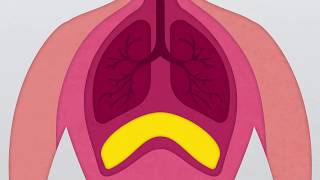 What is the Diaphragm [upl. by Siron]