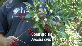 coral ardisia Ardisia crenata [upl. by Ytsim869]