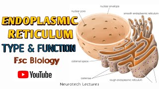 Endoplasmic Reticulum Kinds and Function [upl. by Mistrot]