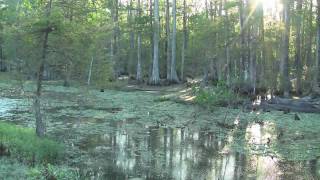 The Untold Story  Disappearing Louisiana Wetlands [upl. by Yeaton35]