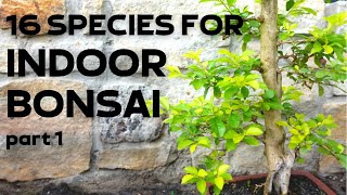 16 Tree Species for Indoor Bonsai Part 1 [upl. by Ashien21]