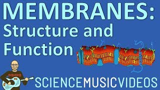 Cell Membrane Structure and Function [upl. by Lydell]