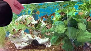 2021 NEW TIGER BARB AQUARIUM I MOVED Plus Feeding [upl. by Oliric]