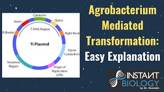 Agrobacterium Mediated TransformationEasy Explanation [upl. by Tija]