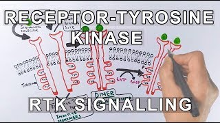 Receptor Tyrosine Kinase  RTK Signalling [upl. by Younglove245]