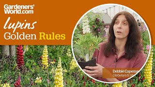 Caring for lupins  Golden Rules [upl. by Arihsa]