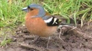 CHAFFINCH Calling amp Singing  Beautiful Birdsong  Fringilla coelebs [upl. by Alidis411]