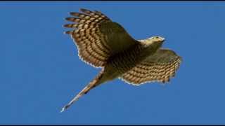 Sparrowhawk Bird Call Bird Song [upl. by Ahso]