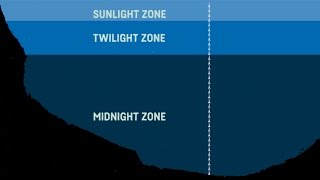 What Are The Sea Zones Explaining Deep Sea Exploration  Behind the News [upl. by Cotter]