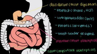 Small Intestine Structure Digestion Absorption [upl. by Messing]